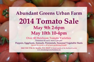 Postcard Tomato Picture AA