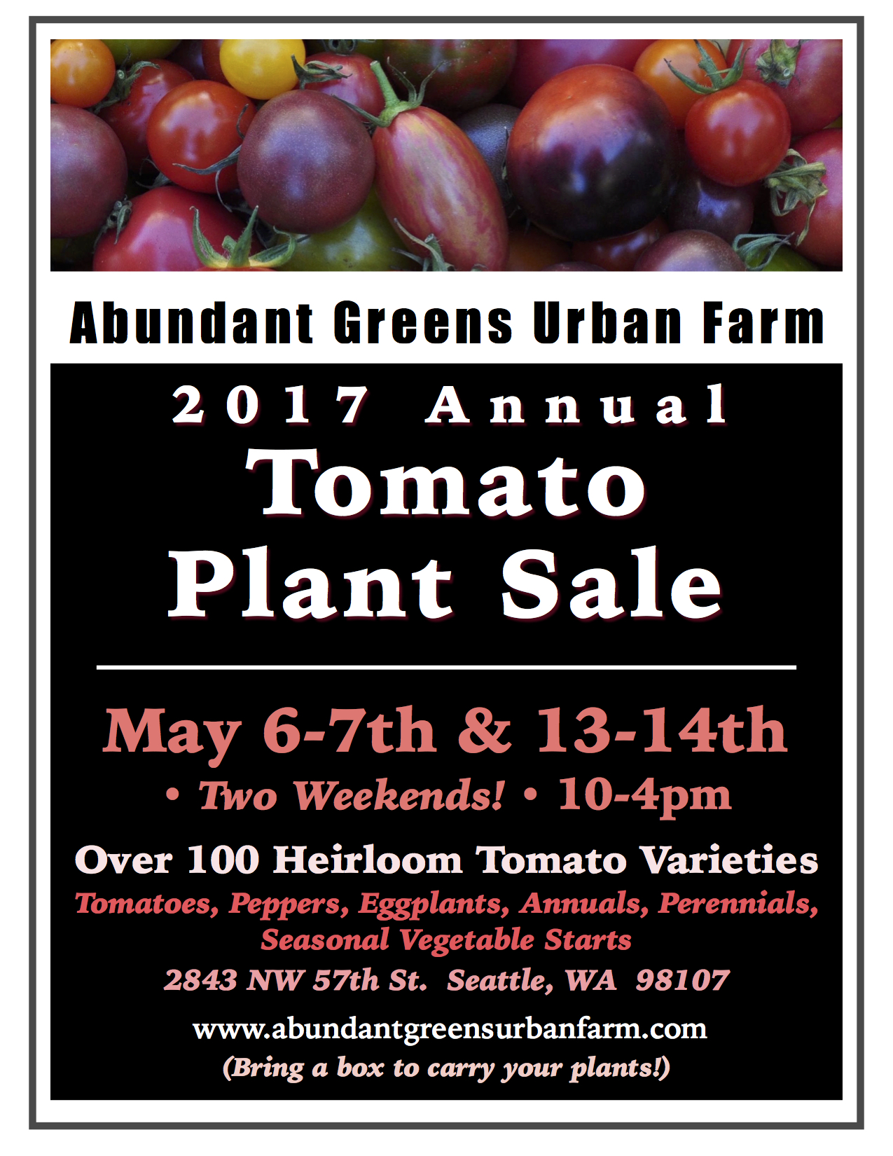 2017 Tomato Plant Abundant Greens Urban Farm And Nursery 2017 Tomato Plant